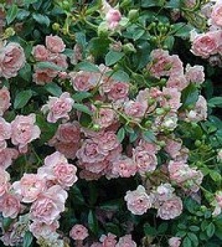 Rózsaszín talajtakaró rózsa - Rosa The Fairy