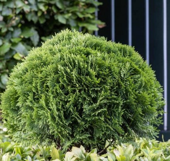 Törpe gömb tuja Thuja occidentalis Danica törpefenyő, Forrás: Dehner Garten-Center Flickr