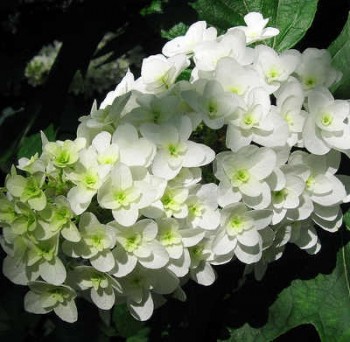 Tölgylevelű hortenzia – Hydrangea quercifolia Forrás: John Flickr