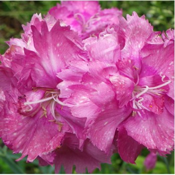 Tollas szegfű lilás rózsaszín Dianthus plumarius Warden Hybrid - évelő virág