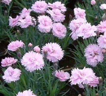 Tollas szegfű - Dianthus plumarius Pike's Pink