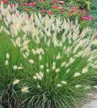 Évelő tollborzfű Pennisetum alopecuroides Little Bunny