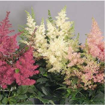 Kerti tollbuga - Astilbe arendsii Showstar