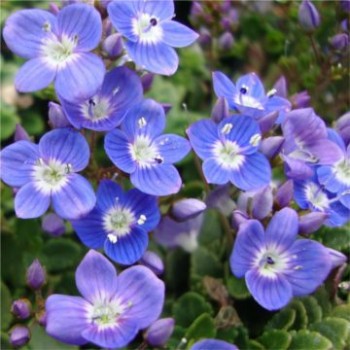 Török veronika - Veronica liwanensis