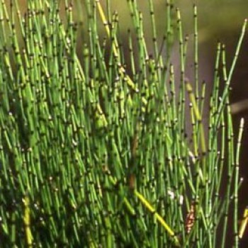 Törpe zsurló Equisetum scripoides cserepes tavi növény