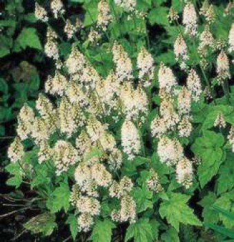 Karéjos turbántok - Tiarella