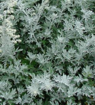 Üröm - Artemisia stelleriana talajtakaró évelő virág