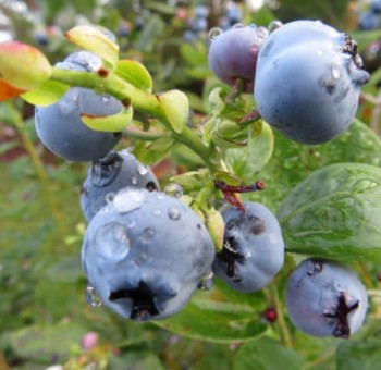 Áfonya - Vaccinium corymbosum, Fotó: Forest and Kim Starr, Flickr