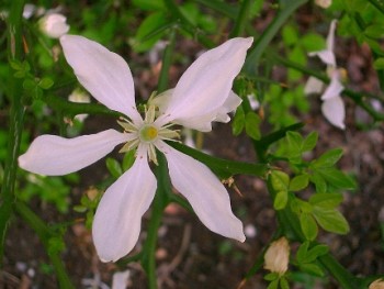 Vadcitrom fehér, illatos virága - Poncirus trifoliata