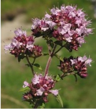 Vad majoránna, törpe szurokfű Origanum vulgare Compactum