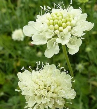 Vajszínű ördögszem - Scabiosa ochroleuca Moon Dance