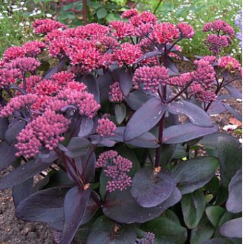 Bordó lombú varjúháj - Sedum José Aubergine