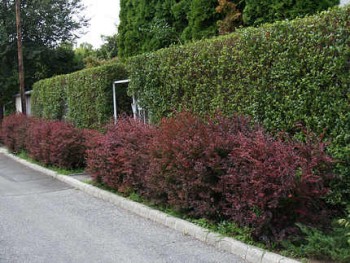 Japán vérborbolya sövény - Berberis thunbergii Atropurpurea