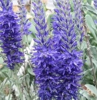 Veronika - Veronica spicata