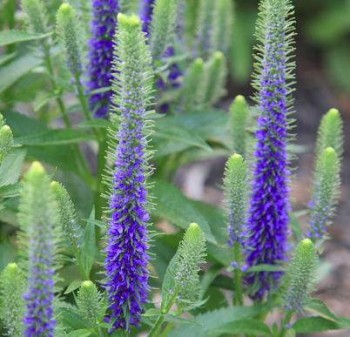 Macskafarkú törpe veronika ibolyakék Veronica spicata Ulster Dwarf Blue