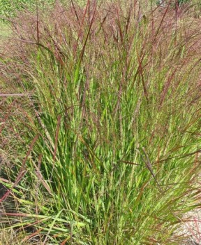 Vesszős köles - Panicum virgatum Squaw