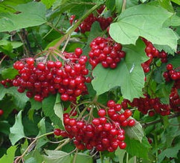 Kányabangita - Viburnum opulus