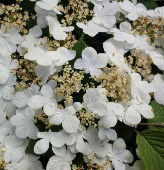 Redős levelű bangita - Viburnum plicatum Mariesii