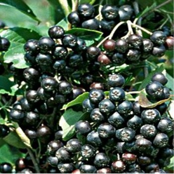 Fekete berkenye gyümölcs - Aronia melanocarpa