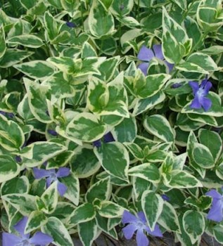 Tarka levelű nagy télizöld meténg Vinca major variegata