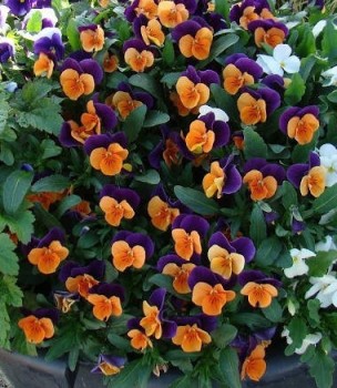 Szarvacskás árvácska narancs lila Viola cornuta Orange Purple Wing