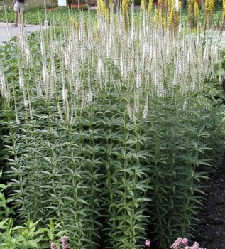 Virginiai veronika fehér – Veronicastrum virginicum Diana