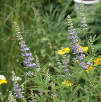 Illatos barátcserje - Vitex agnus-castus