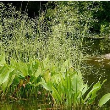 Vízi hídőr Alisma plantago-aquatica - cserepes tavi növény vízinövény