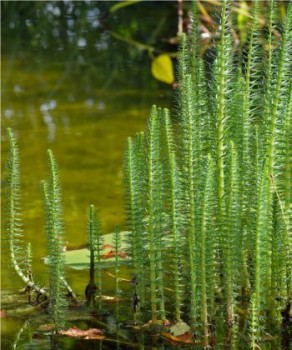 Tavi növények Vízi lófark - Hippuris vulgaris oxigéntermelő növény