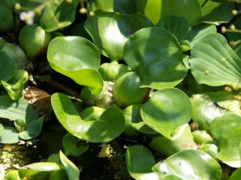 Tavi növények Vízi jácint vízen úszó növény - Eichornia crassipes