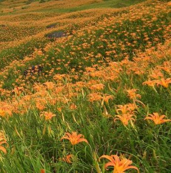 Vöröslő sásliliom Hemerocallis fulva