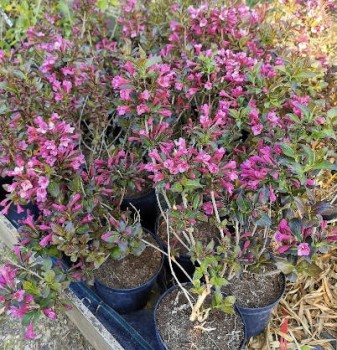 Törpe rózsalonc - Weigela florida Tango