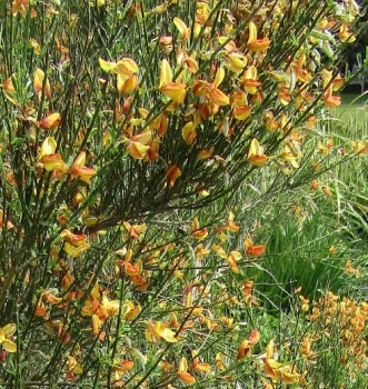 Seprűzanót narancs rózsaszín Cytisus scoparius Apricot Gem