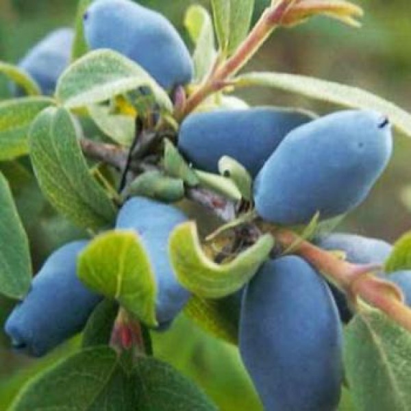 Kamcsatkai Mezbogyo Lonicera Kamtschatica Wiandt Kerteszet