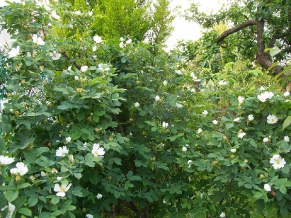 Vadrózsa - Rosa laxa