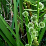 Ágas békabuzogány - Sparganium erectum