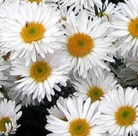 Havasi gerebcsin fehér Aster alpinus Albus