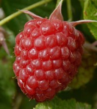 Folytontermő málnatő - Autumn Bliss szabadgyökerű