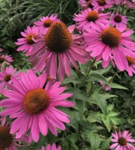 Bíbor kasvirág - Echinacea purpurea Rubinstern