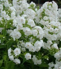 Bugás lángvirág fehér Phlox paniculata Fujiyama