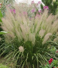 Koreai nádtippan - Calamagrostis brachytricha