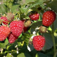 Eszterházai kétszertermő málnatő