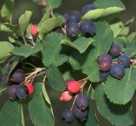 Rézvörös fanyarka gyümölcs - Amelanchier lamarckii