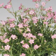 Havasi fátyolvirág rózsaszín -  Gypsophila Filou Rose