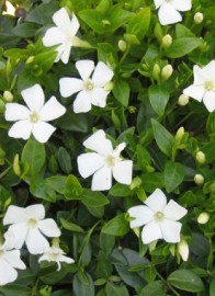 Fehér virágú meténg - Vinca minor Alba