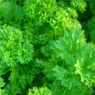 Metélőpetrezselyem - Petroselinum crispum
