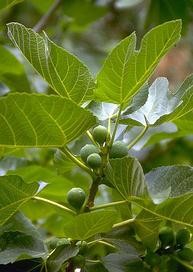 Füge - Ficus carica Szahara