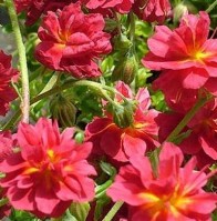 Napvirág narancspiros Helianthemum Cerise Queen