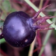 Jajrózsa Rosa pimpinellifolia vadrózsa