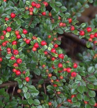Kerti madárbirs Cotoneaster horizontalis